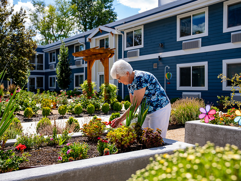 senior woman gardening in a raised bed